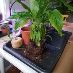 Planteringsbord Mini Tidy Tray 9 Planteringsbord Mini Tidy Tray -Elho Garden Shop omplantering pa planteringsbord WH