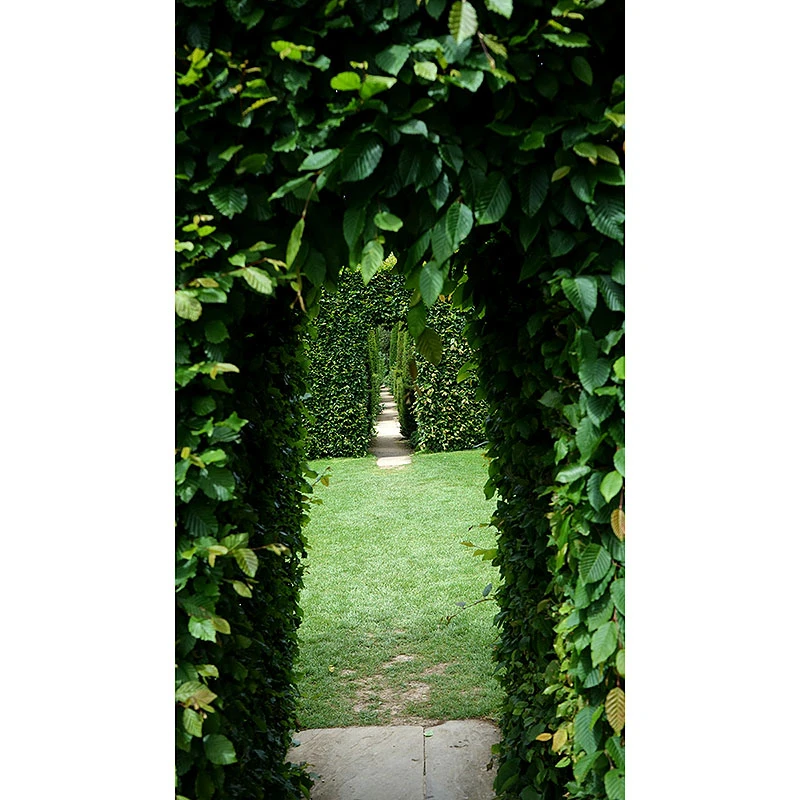 Avenbok 125-150 Cm, 10-pack 6 Avenbok 125-150 Cm, 10-pack - Image 4