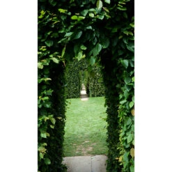 Avenbok 125-150 Cm, 100-pack 9 Avenbok 125-150 Cm, 100-pack -Elho Garden Shop oppning genom avenbokshack