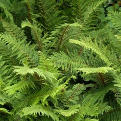 Träjon, 3-pack 5 Träjon, 3-pack -Elho Garden Shop ormbunke trajon