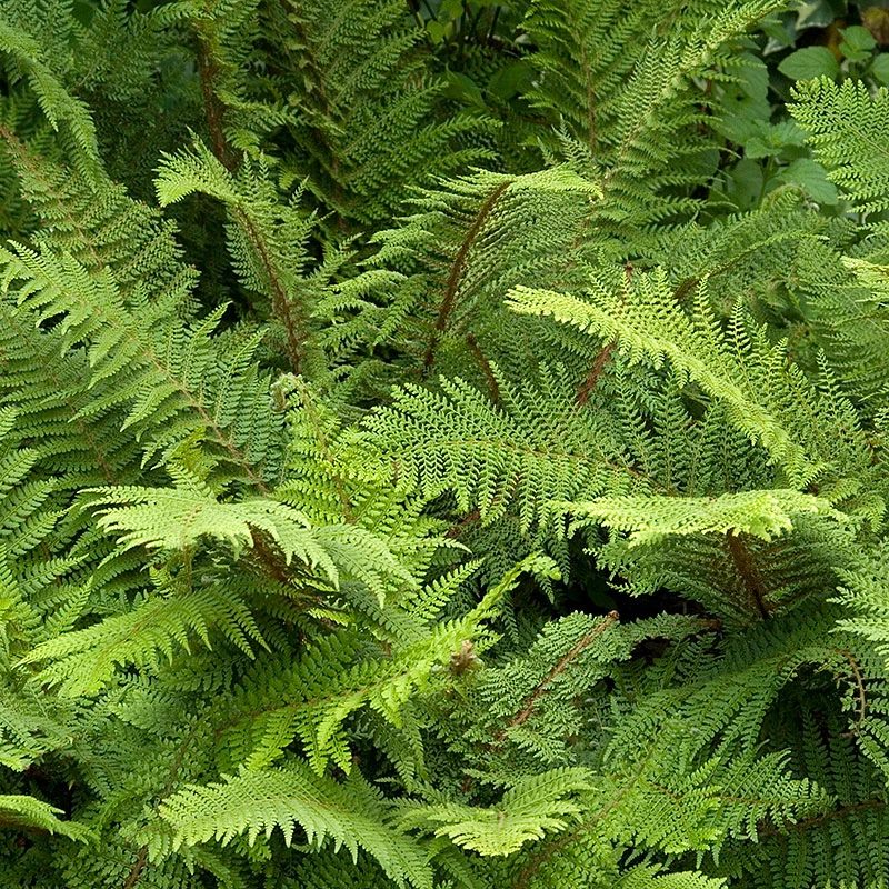 Träjon, 3-pack 4 Träjon, 3-pack - Image 2