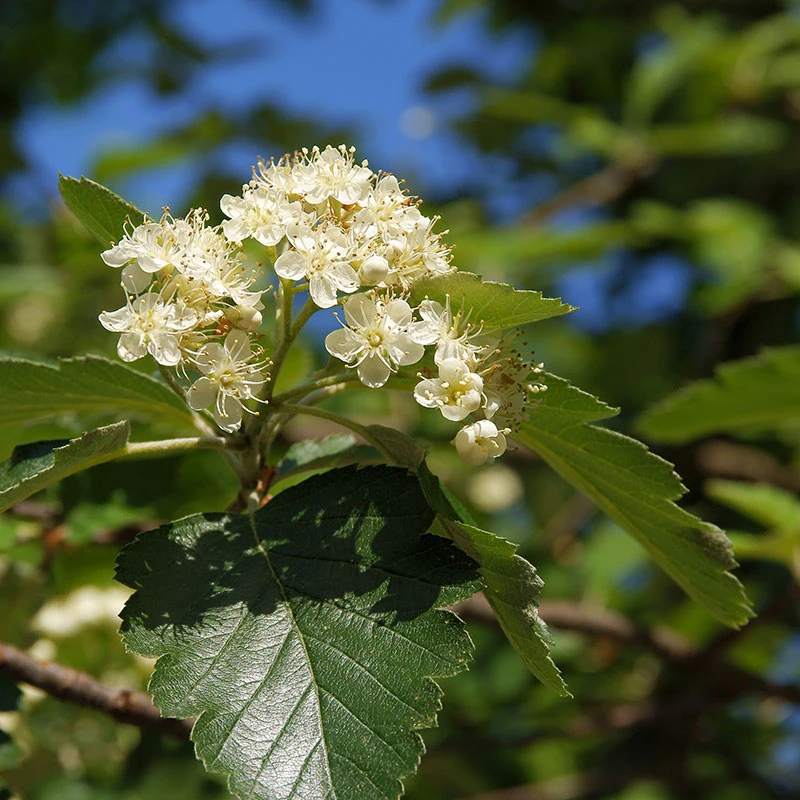 Oxel 10-pack 4 Oxel 10-pack - Image 2