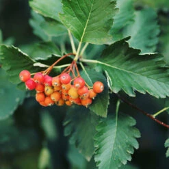 Oxel 10-pack 7 Oxel 10-pack -Elho Garden Shop oxel sorbus intermedia 2