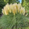 Pampasgräs 'Pumila' 2L, 2-pack 1 Pampasgräs 'Pumila' 2L, 2-pack -Elho Garden Shop pampasgras wh