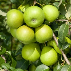 Päron 'Clara Frijs'