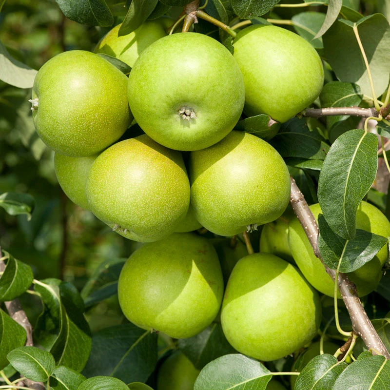 Päron 'Clara Frijs' 3 Päron 'Clara Frijs'