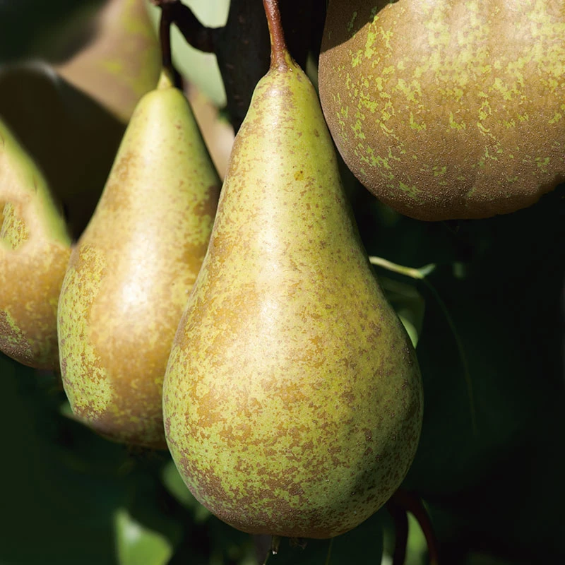 Päron 'Conference' 3 Päron 'Conference'