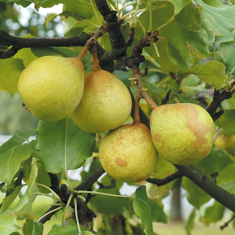 Päron 'Göteborgs Diamant' 3 Päron 'Göteborgs Diamant'