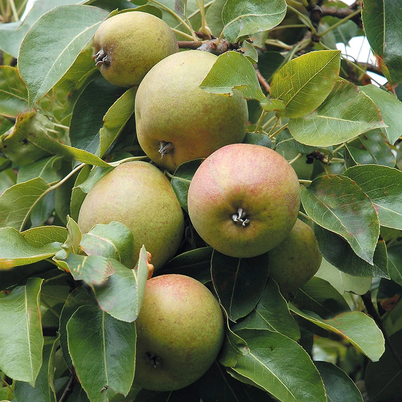 Päron 'Moltke' 3 Päron 'Moltke'