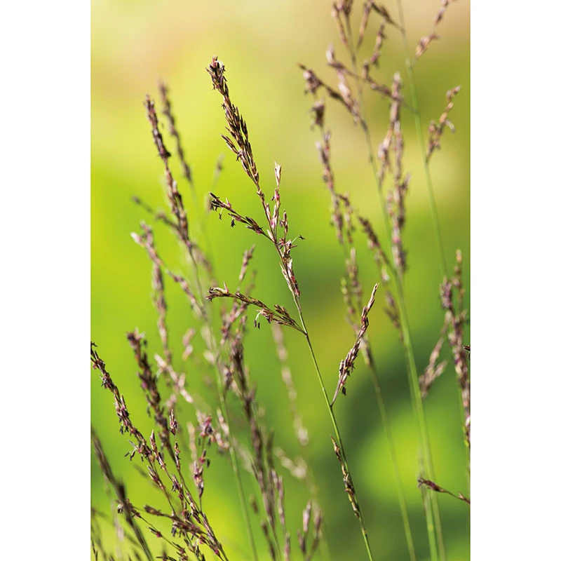 Blåtåtel 'Edith Dudszus' 2L, 2-pack 4 Blåtåtel 'Edith Dudszus' 2L, 2-pack - Image 2