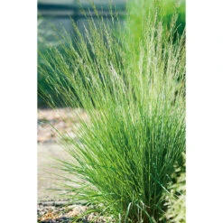 BlÄtÄtel 'Edith Dudszus' 2L, 2-pack