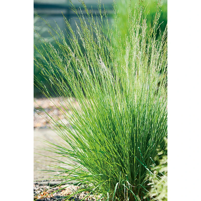 Blåtåtel 'Edith Dudszus' 2L, 2-pack 3 Blåtåtel 'Edith Dudszus' 2L, 2-pack