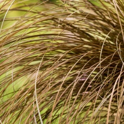 Elho Garden Shop 10 Elho Garden Shop -Elho Garden Shop perenn bronsstarr bronze form 2l 1