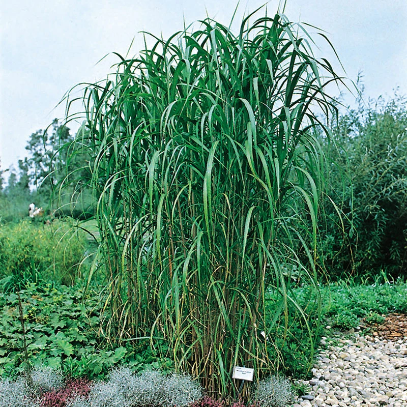 Elefantmiskantus 2L, 2-pack 3 Elefantmiskantus 2L, 2-pack