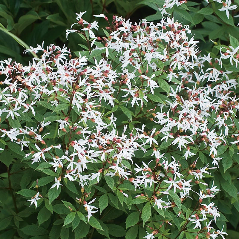 Gillenia, Trebladspira 2L, 2-pack 3 Gillenia, Trebladspira 2L, 2-pack