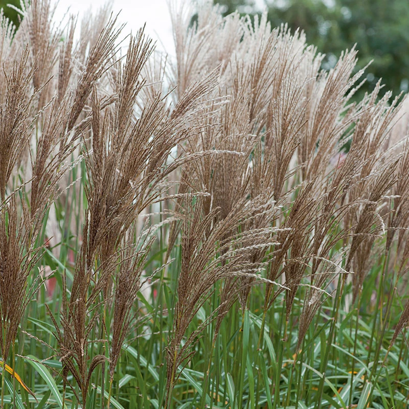 Glansmiskantus 'Malepartus' 2L, 2-pack 3 Glansmiskantus 'Malepartus' 2L, 2-pack