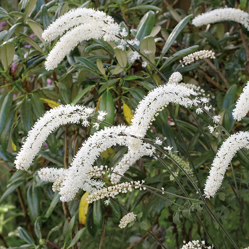 Höstsilverax 'Brunette' 2L, 2-pack 3 Höstsilverax 'Brunette' 2L, 2-pack