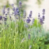 Lavendel 'Munstead' 2L, 2pack 2 Lavendel 'Munstead' 2L, 2pack -Elho Garden Shop perenn lavendel munstead 2l