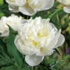 Luktpion 'Duchesse De Nemours' 2L, 2-pack 1 Luktpion 'Duchesse De Nemours' 2L, 2-pack -Elho Garden Shop perenn luktpion duchesse de nemours