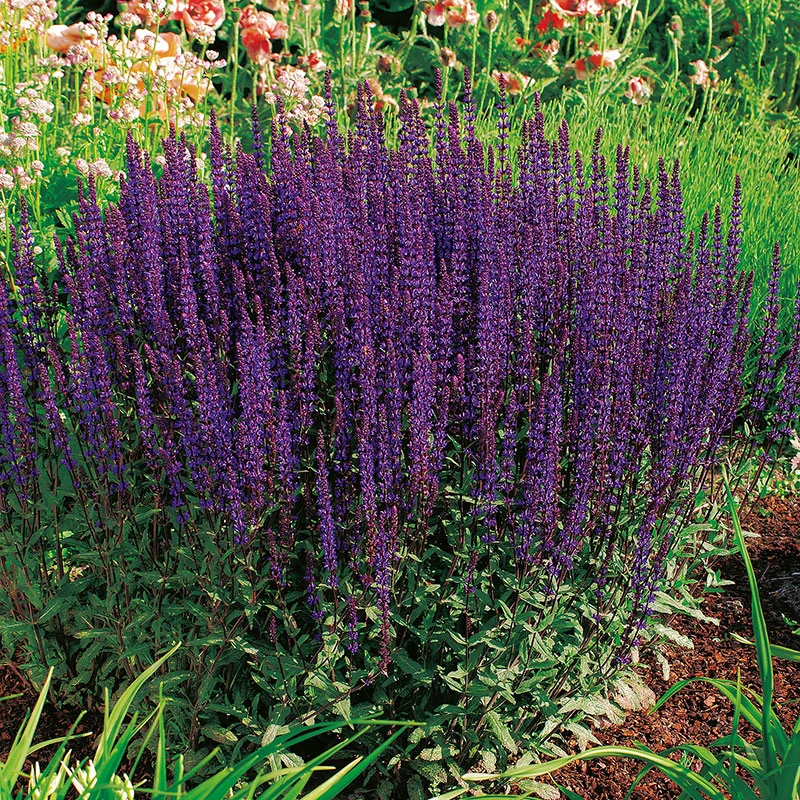 Stäppsalvia 'Caradonna' 2L, 2-pack 3 Stäppsalvia 'Caradonna' 2L, 2-pack