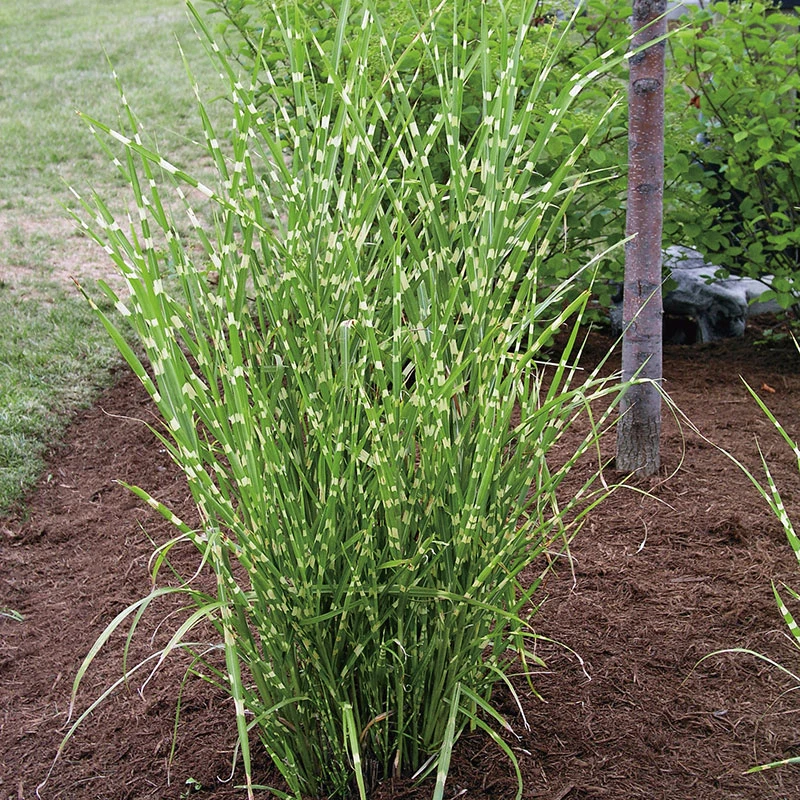 Zebragräs, Glansmiskantus 'Strictus' 2L, 2-pack 3 Zebragräs, Glansmiskantus 'Strictus' 2L, 2-pack