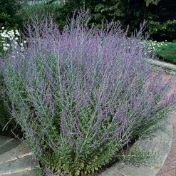 Perovskia 'Blue Spire'