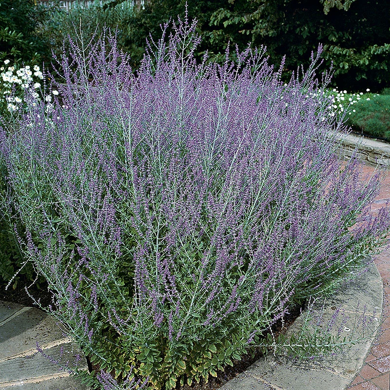 Perovskia 'Blue Spire' 3 Perovskia 'Blue Spire'