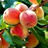 Persika 'Redhaven' 1 Persika 'Redhaven' -Elho Garden Shop persika redhaven