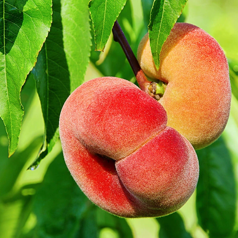 Persika 'Saturn' 3 Persika 'Saturn'