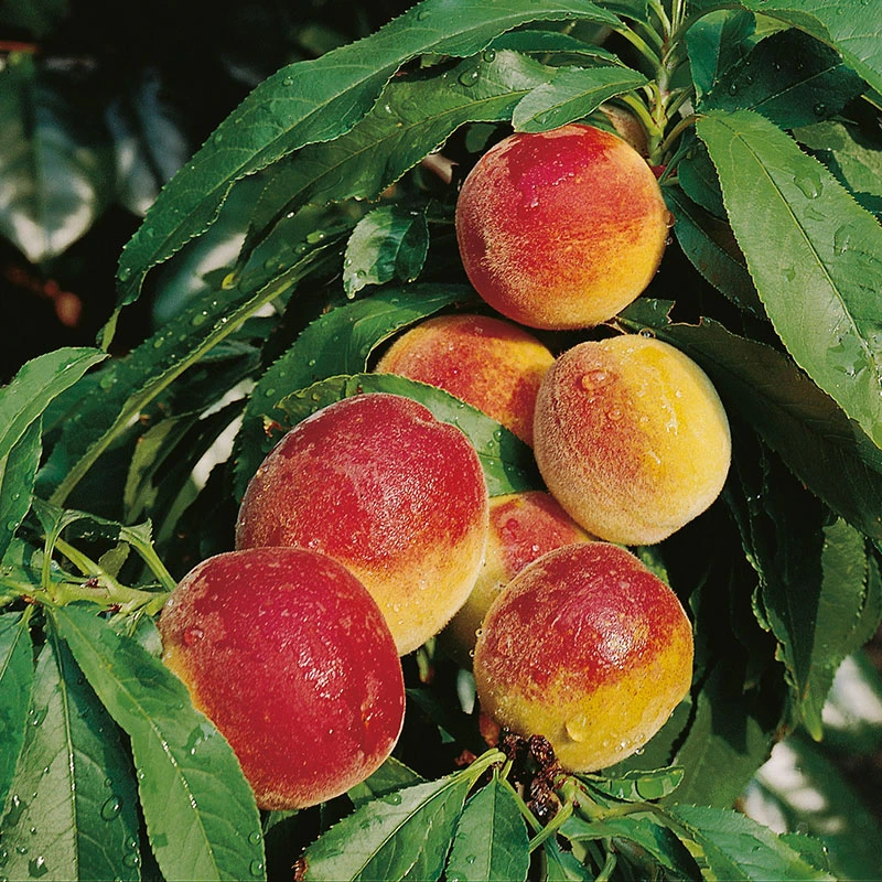 Persika 'Frost' 3 Persika 'Frost'