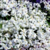 Krypflox 'Alba', 6-pack 2 Krypflox 'Alba', 6-pack -Elho Garden Shop phlox stolonifera alba krypflox