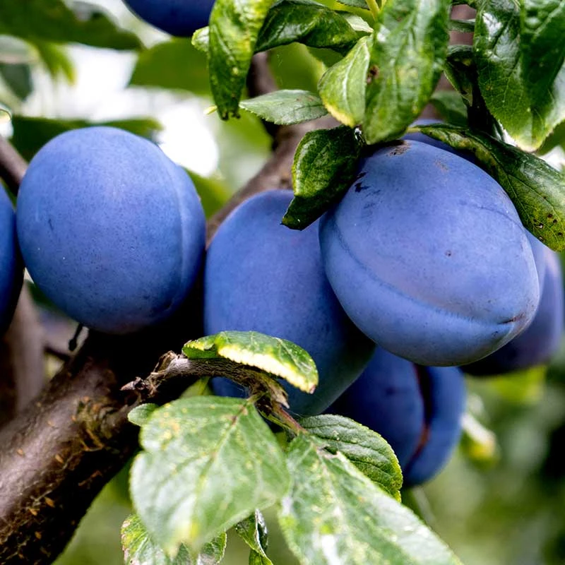 Plommon 'Exp. Fältets Sviskon' - M Uppbindn 3 Plommon 'Exp. Fältets Sviskon' - M Uppbindn