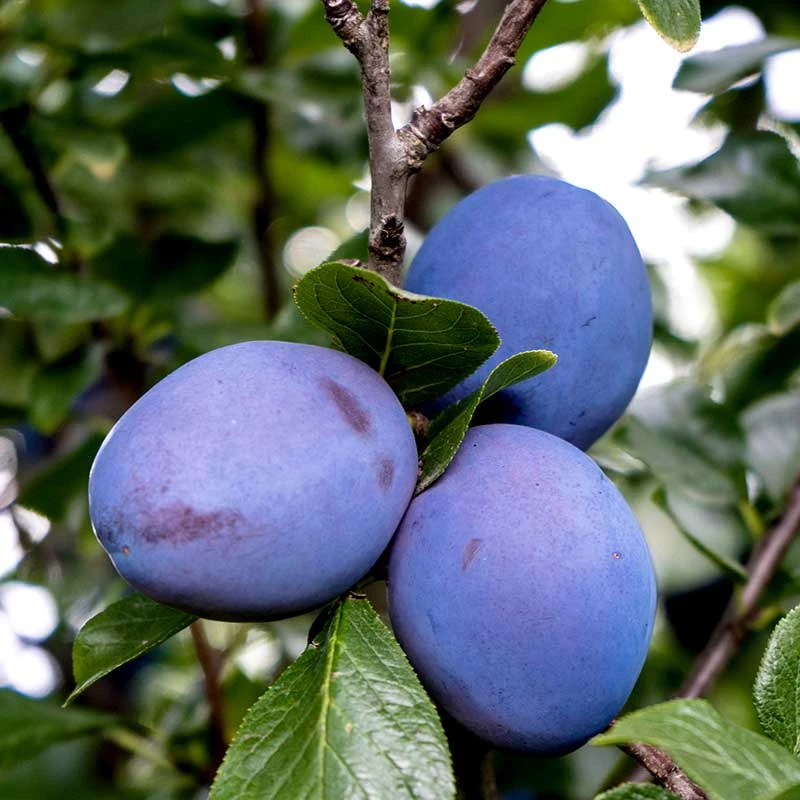 Plommon 'Herman' - M Uppbindn 3 Plommon 'Herman' - M Uppbindn