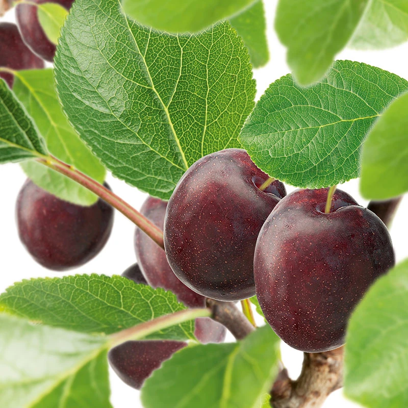 Plommon 'Jubileum' 3 Plommon 'Jubileum'