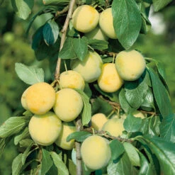 Plommon 'Reine Claude D´Oullins'