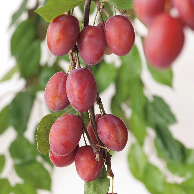 Plommon 'Victoria' 3 Plommon 'Victoria'