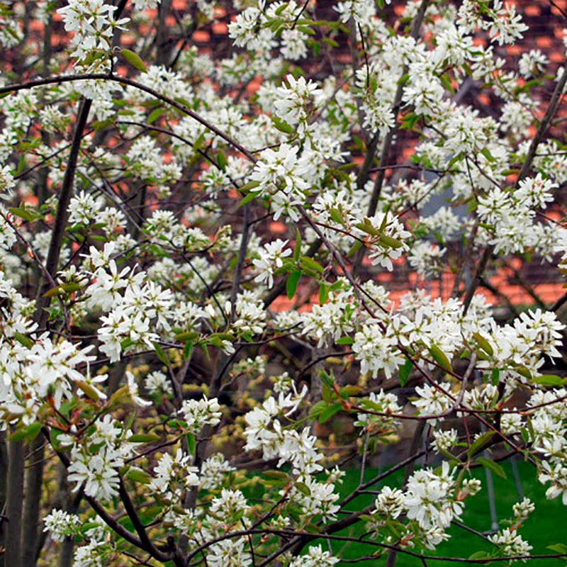 Prakthäggmispel 50-80 Cm, 10-pack 3 Prakthäggmispel 50-80 Cm, 10-pack