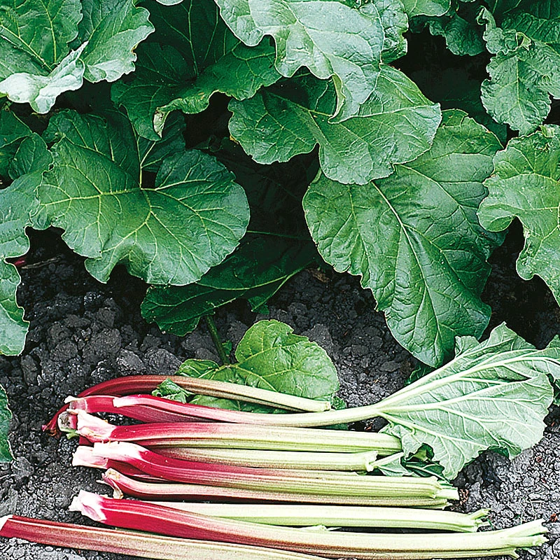 Rabarber 'Elmblitz' 3 Rabarber 'Elmblitz'