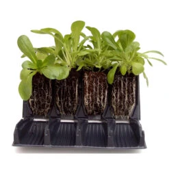 Rapid Rootrainer - öppningsbara Pluggar