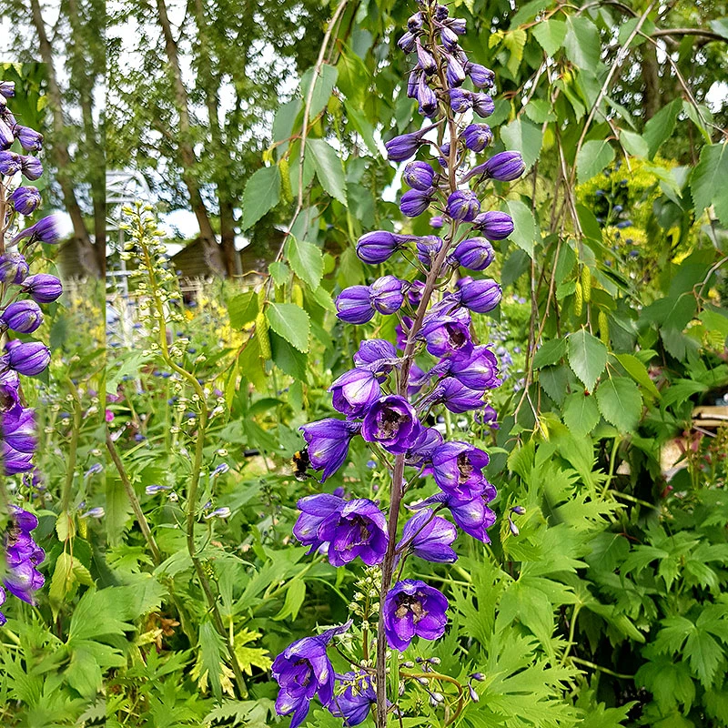 Trädgårdsriddarsporre 'Black Knight', 3-pack 3 Trädgårdsriddarsporre 'Black Knight', 3-pack