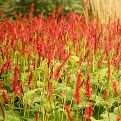 Bergormrot 'Darjeeling Red', 3-pack