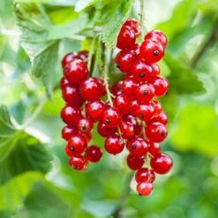 Röda Vinbär 'Rolan', 10-pack