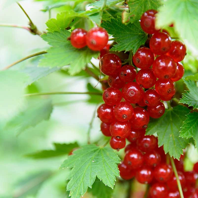 Röda Vinbär 'Rolan', 10-pack 4 Röda Vinbär 'Rolan', 10-pack - Image 2