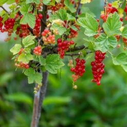 Röda Vinbär 'Rolan', Stam, 10-pack 6 Röda Vinbär 'Rolan', Stam, 10-pack -Elho Garden Shop roda vinbar rolan stam 2 3