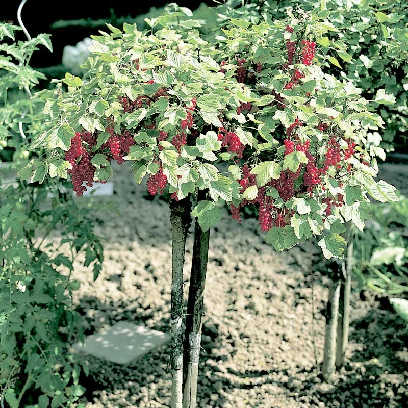 Röda Vinbär 'Rolan', Stam, 3-pack 5 Röda Vinbär 'Rolan', Stam, 3-pack - Image 3