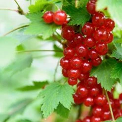 Röda Vinbär 'Rolan', Stam, 1-pack