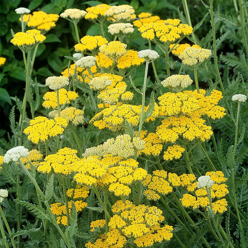 Gyllenröllika 'Coronation Gold', 6-pack 3 Gyllenröllika 'Coronation Gold', 6-pack