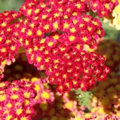 Röllika 'Paprika', 6-pack