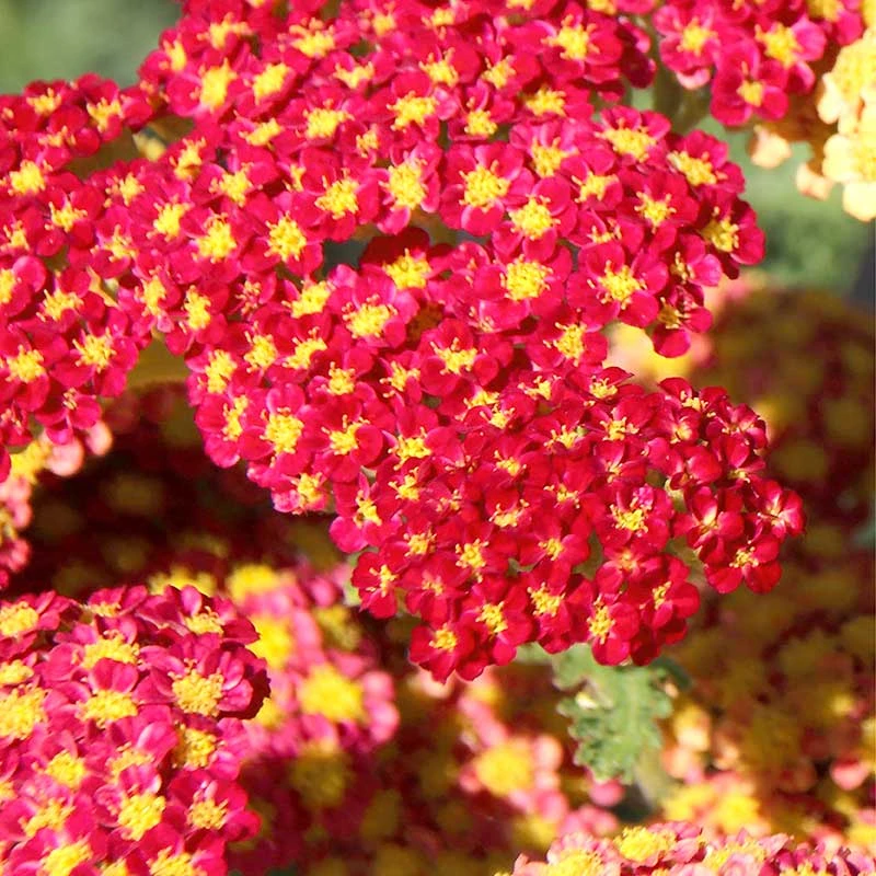 Röllika 'Paprika', 6-pack 3 Röllika 'Paprika', 6-pack