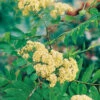 Rönn 50-80 Cm, 100-pack 1 Rönn 50-80 Cm, 100-pack -Elho Garden Shop ronn sorbus aucuparia